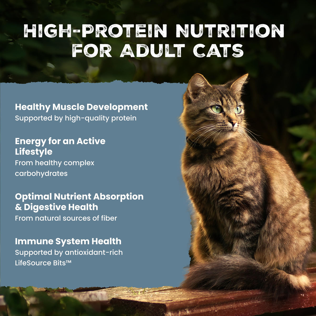 Blue Buffalo Wilderness Chicken Adult Dry Cat Food, Grain-Free, 12 lb | Real Chicken #1 Ingredient, High Protein Nutrition, Supports Immunity with Antioxidant-Rich LifeSource Bits